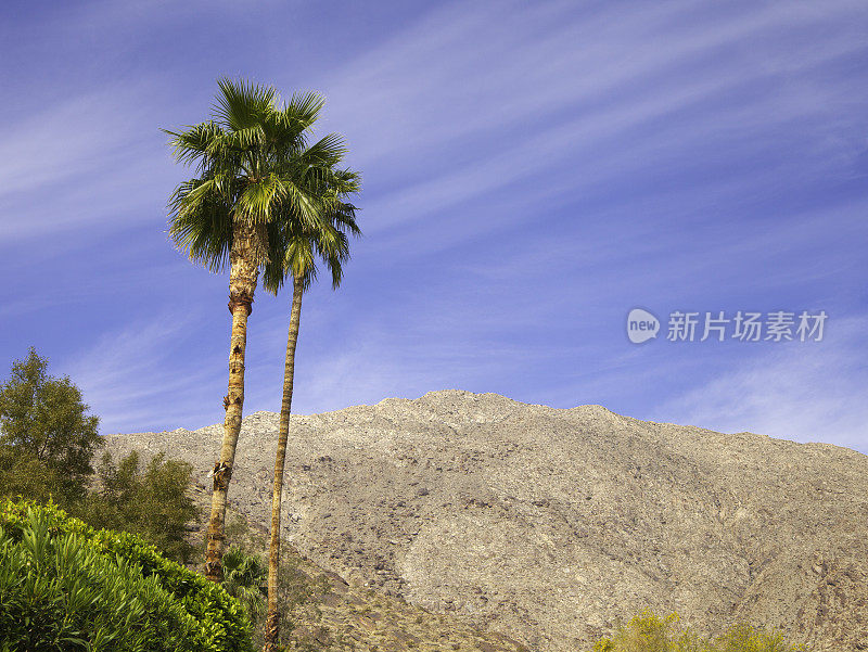 棕榈泉树和山