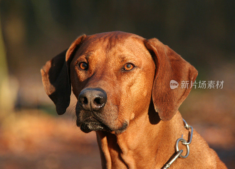 高傲的罗得西亚脊背犬