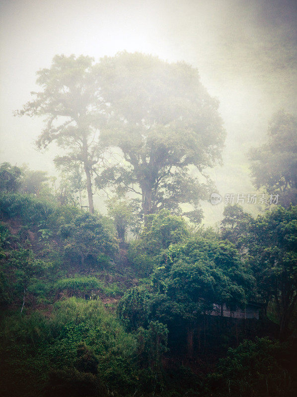 雾雨林