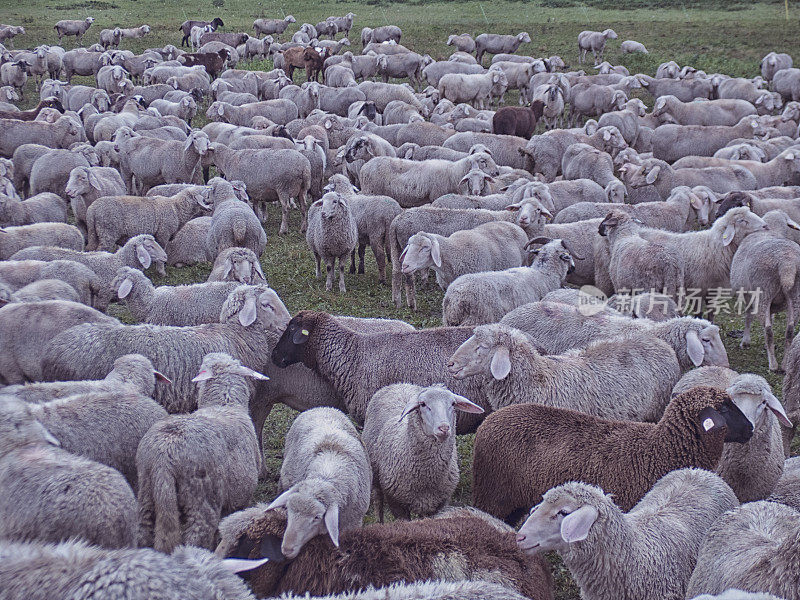 拥挤的羊