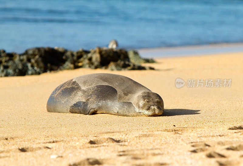 海滩上的夏威夷僧海豹