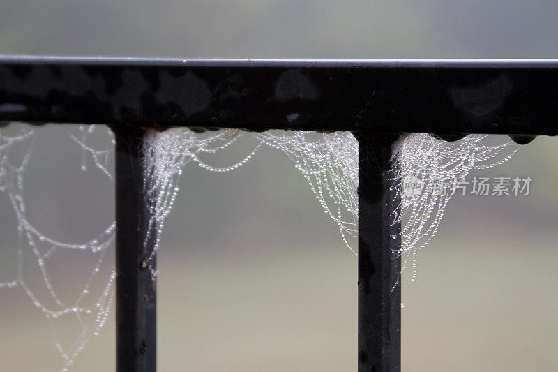 潮湿的蜘蛛网上