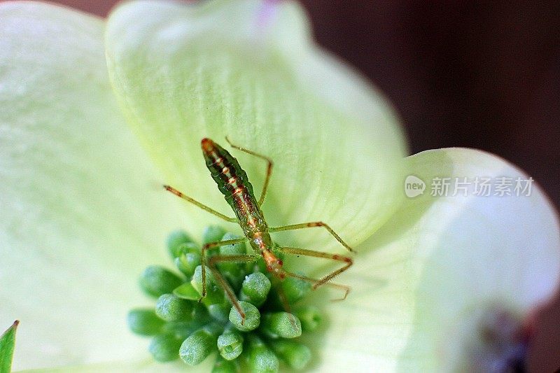 昆虫对山茱萸