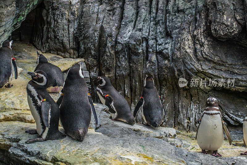 企鹅在水族馆里