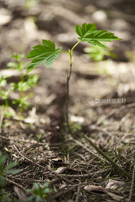 森林里的新枫树