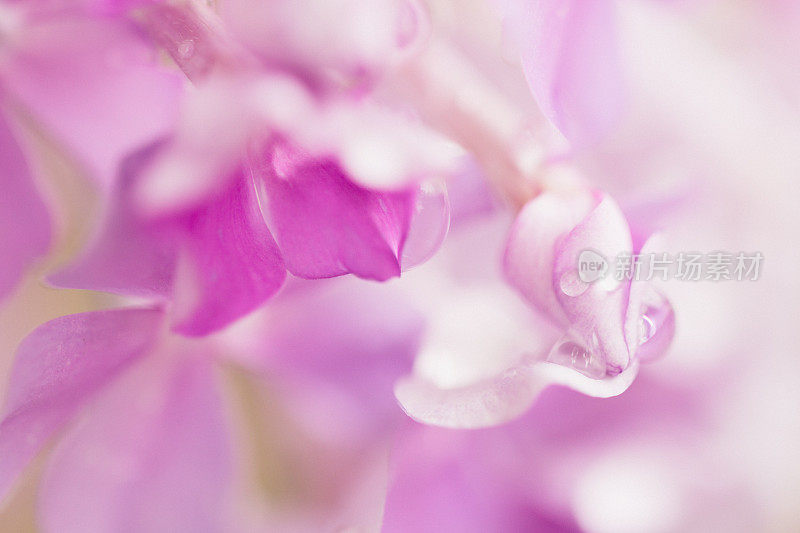 雨点在花蕾特写