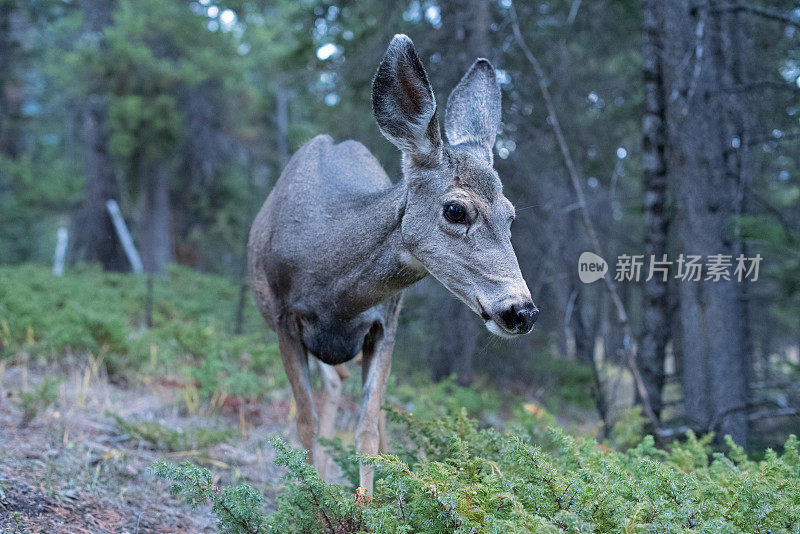 白尾鹿特写