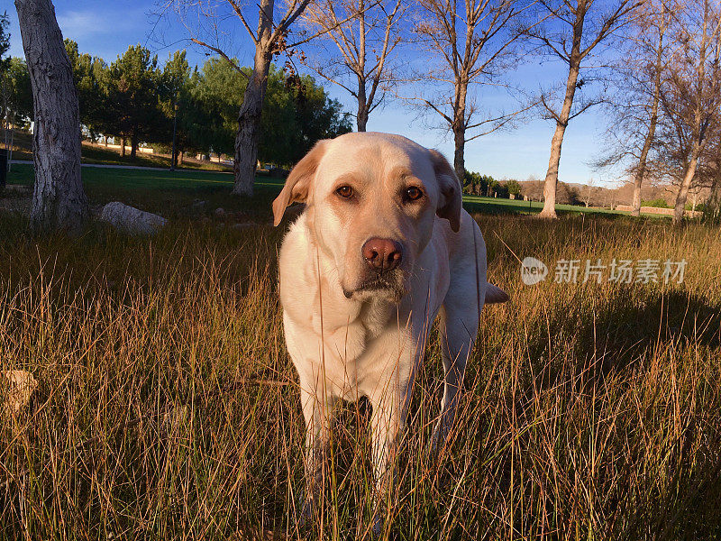 拉布拉多寻回犬