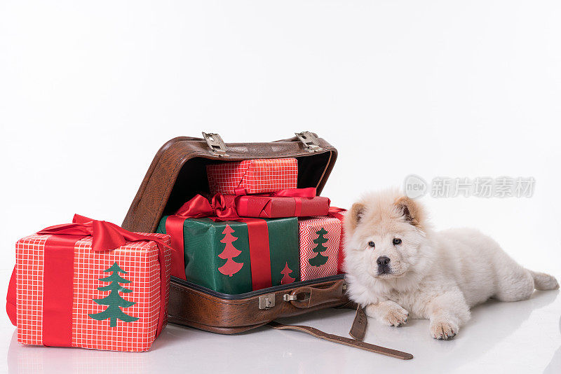松狮犬和圣诞礼物