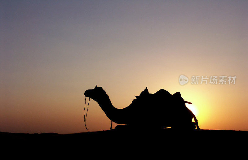 日落时分，在印度拉贾斯坦邦塔尔沙漠的小山上休息的骆驼。