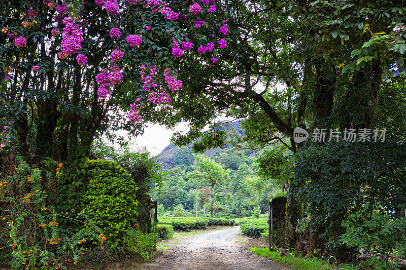 印度西高止山脉茶叶种植园的大门