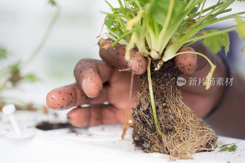 水培种植香菜