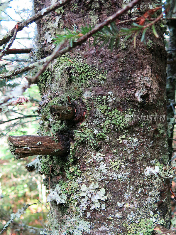 树苔藓苔藓苔藓老人的胡子，阿迪朗达克步道，纽约