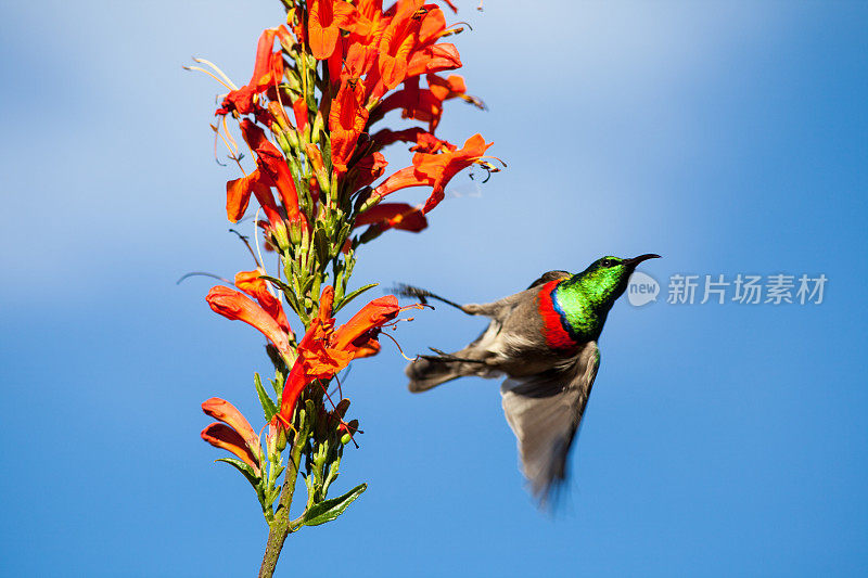 太阳鸟飞行