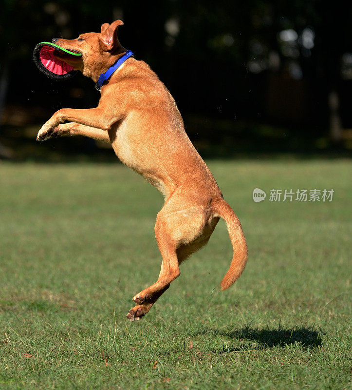 拉布拉多猎犬捕捉飞盘