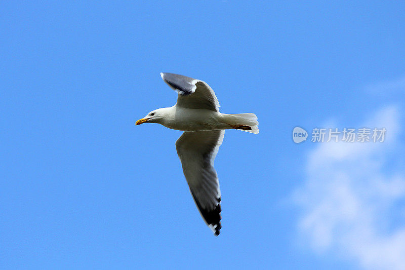 蓝天下的海鸥