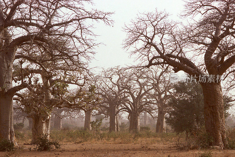 西非布基纳法索萨赫勒亚滕加地区尘土飞扬的天空中猴面包树