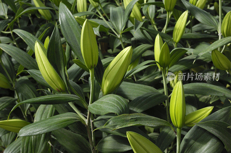 东方百合花蕾特写