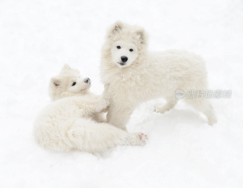 两只小狗萨摩耶狗在雪中玩耍