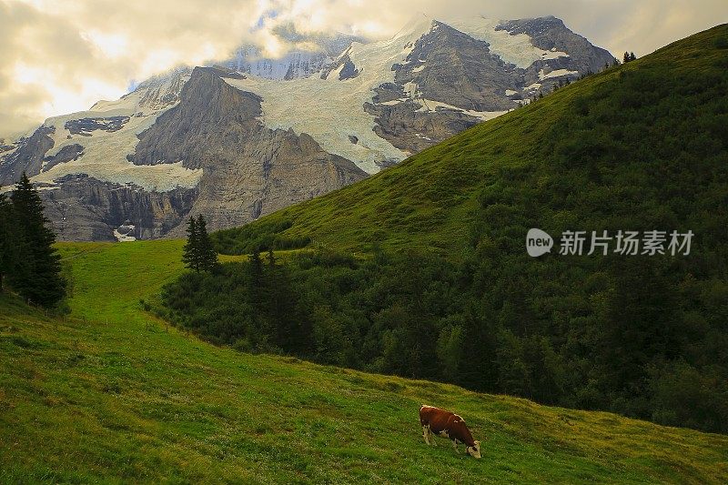 少女和孤独的牛，Lauterbrunnen，伯尔尼高原，瑞士阿尔卑斯山