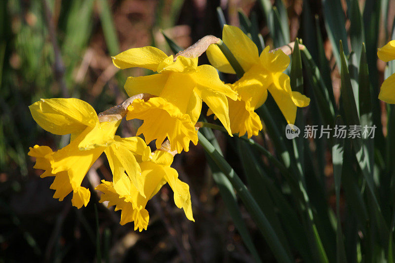 图像宏观的黄色水仙花盛开在春天的花园，开花的水仙