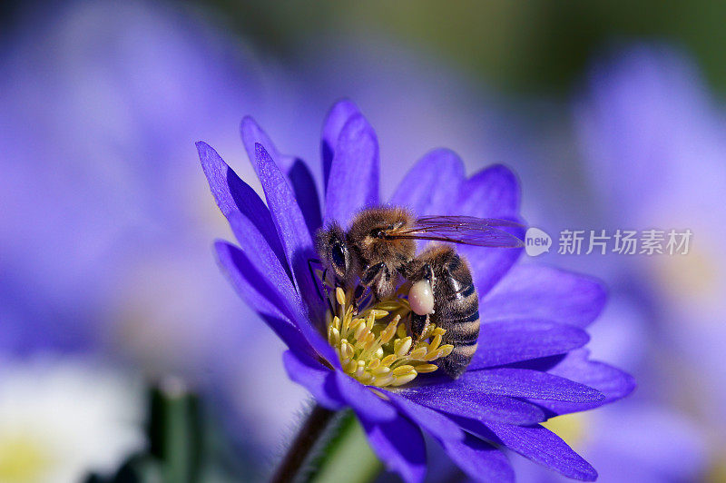 蜜蜂在蓝海葵上