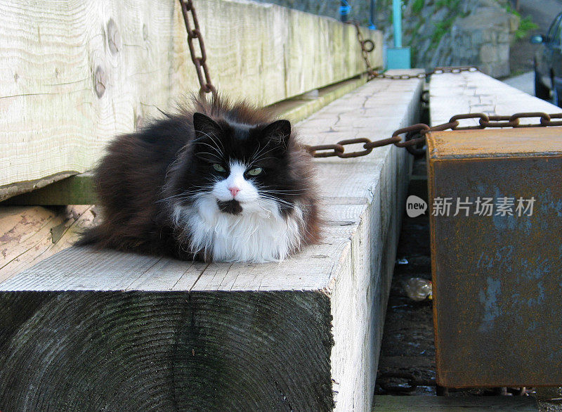 一只躺在英国康沃尔鼠洞港的猫