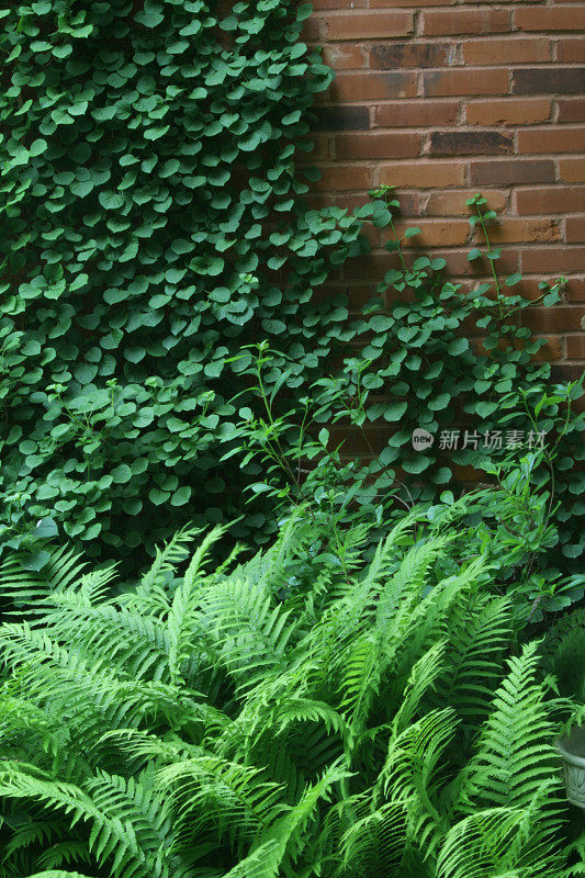 蕨类植物背景