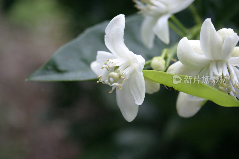 香橙花