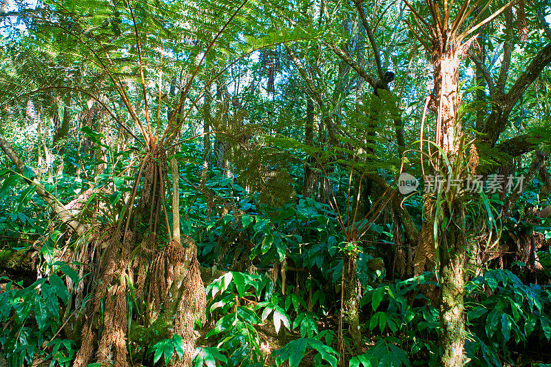 留尼旺雨林中的树蕨