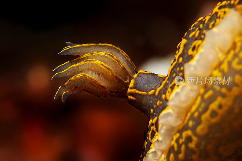 水下海洋生物裸鳃