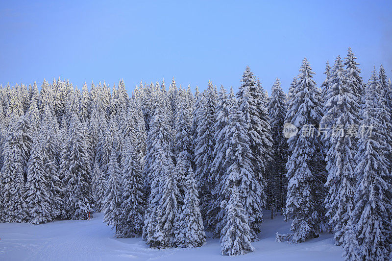 清新雪冬针叶林雪树高山景观