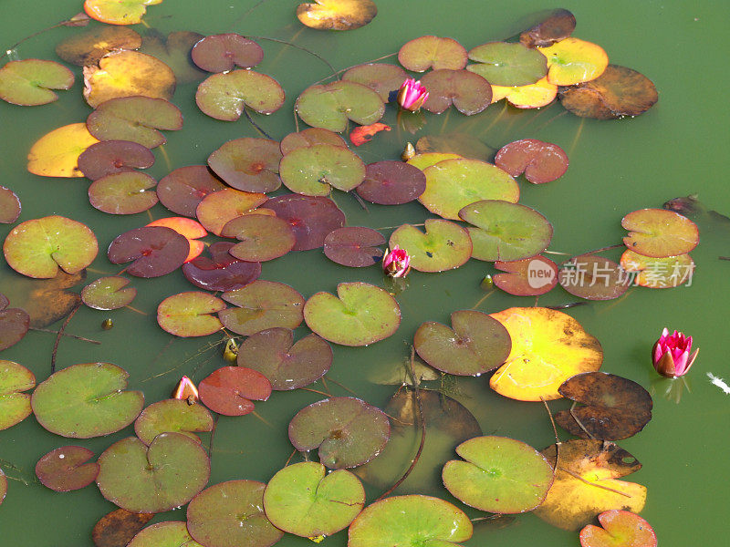 水百合