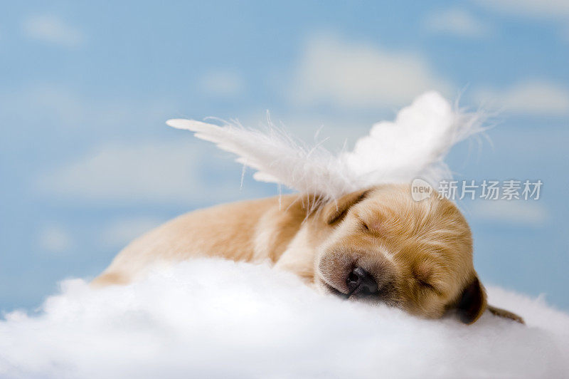 “睡眠天使”新生小狗在云中睡觉