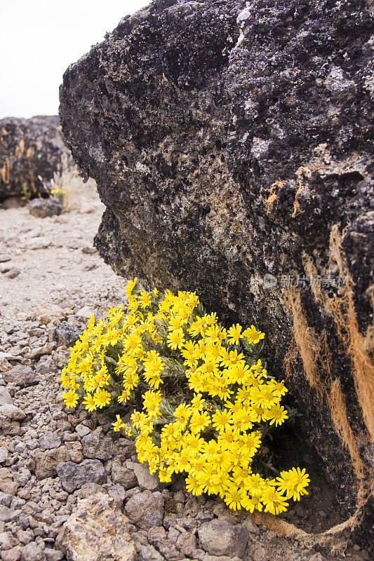 蜡菊，为乞力马扎罗山的恶劣气候提供庇护