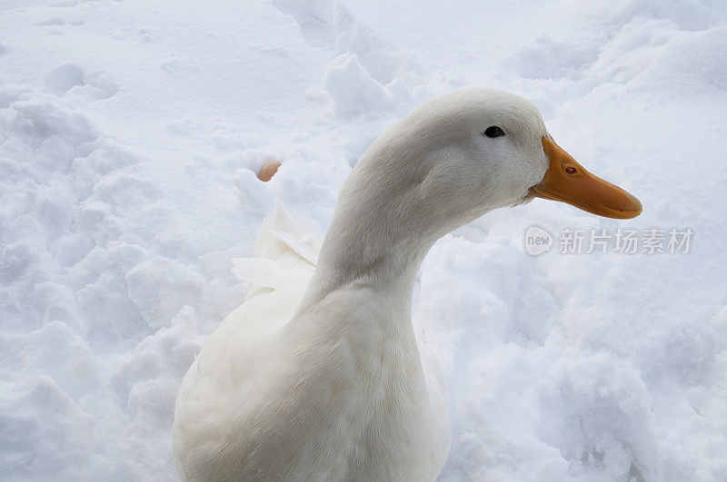 鸭子和鸡蛋在雪地上