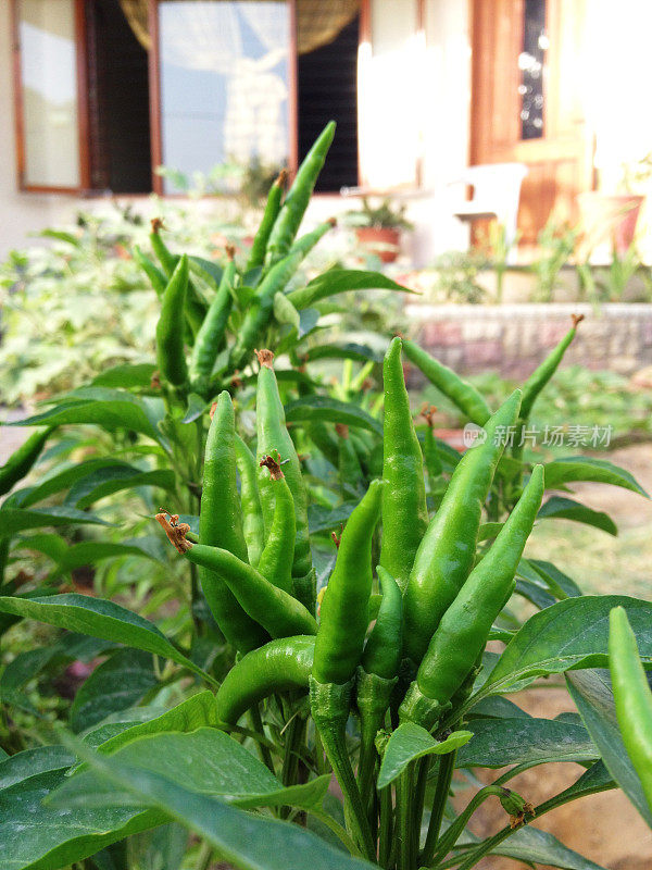 前院花园的泰国青椒