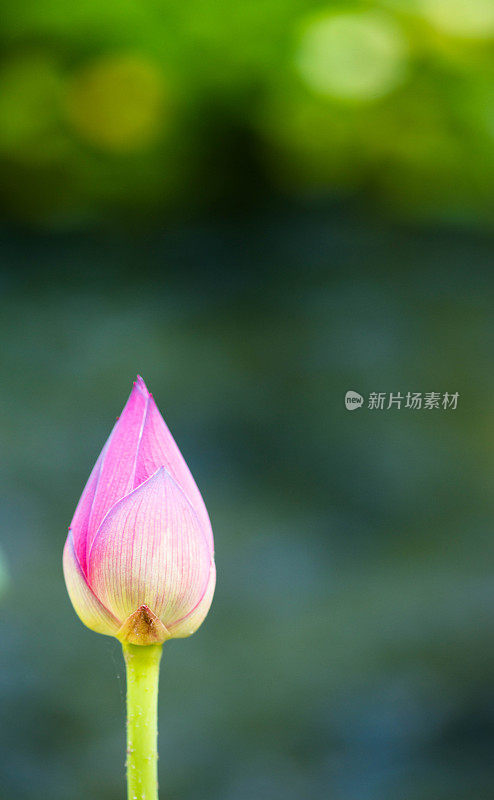 近距离的粉红色玫瑰花蕾与模糊的背景