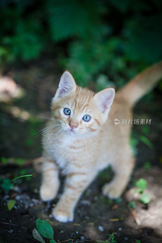 花园里的小猫