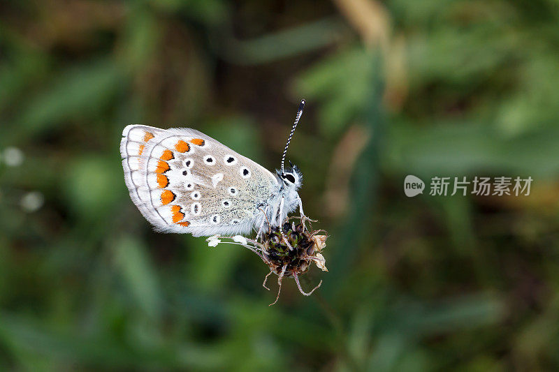 常见的蓝色蝴蝶