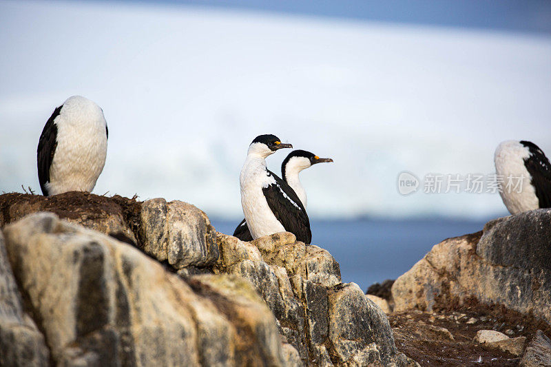 南极洲:裘拉角的南极毛毛
