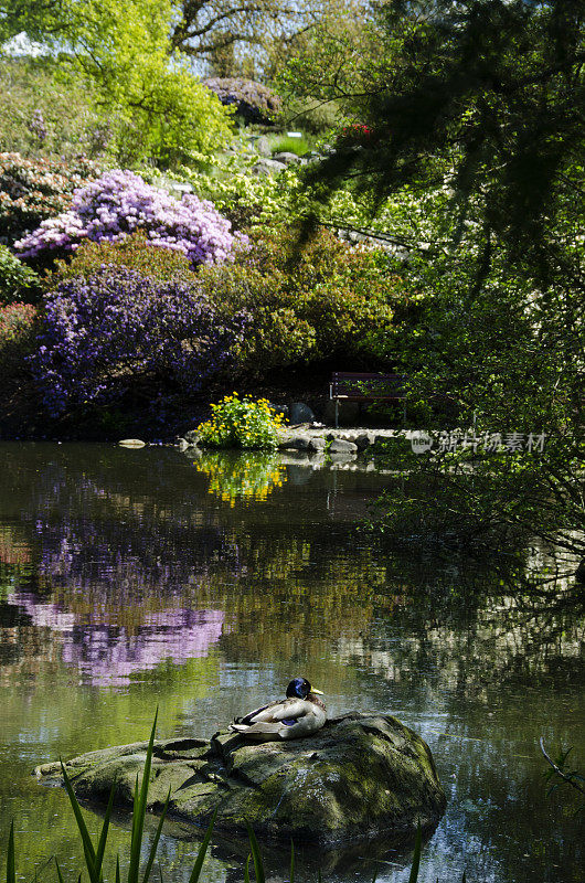 植物园有一个湖和色彩斑斓的灌木和树木