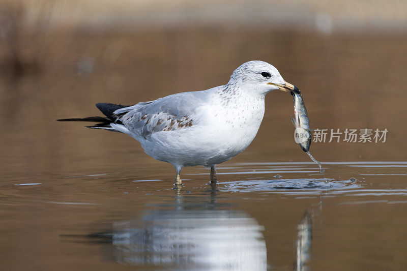 环嘴鸥和小鱼