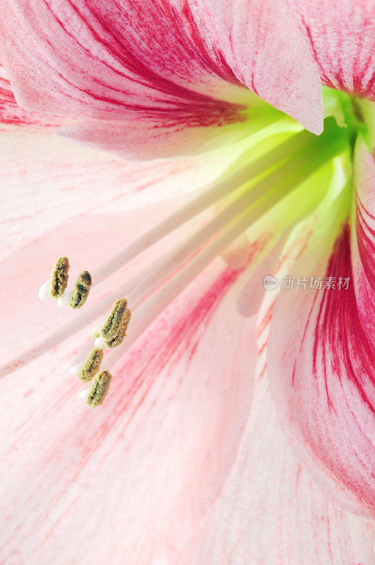 孤挺花(Hippeastrum)