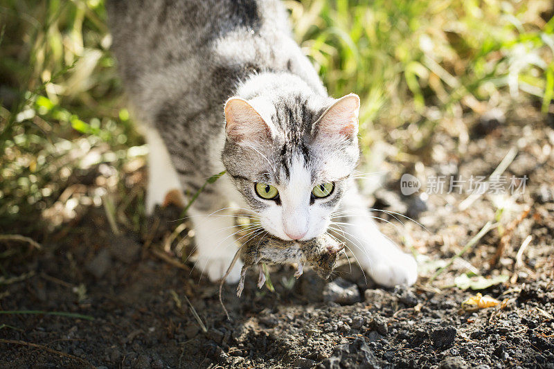 虎斑猫坐着，嘴里叼着老鼠