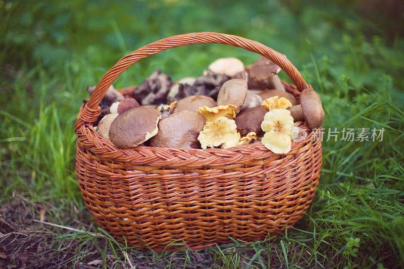 一篮子可食用蘑菇，牛肝菌和鸡油菌