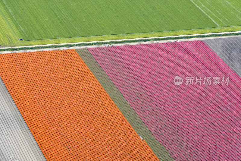 鸟瞰图橘黄色和粉红色的郁金香花生长在春天的荷兰