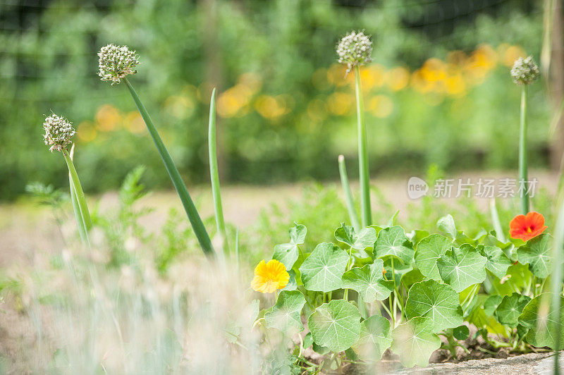 菜园里的百年洋葱和旱金莲