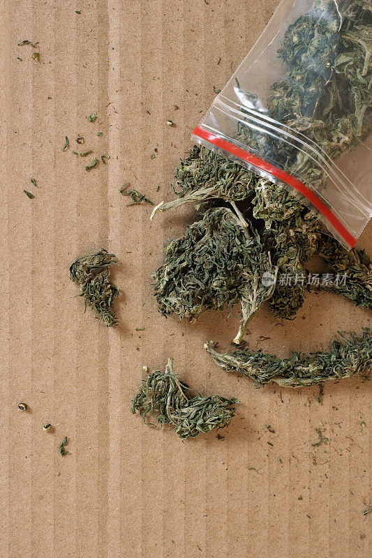 大麻芽从一个塑料银行袋里在纸板上