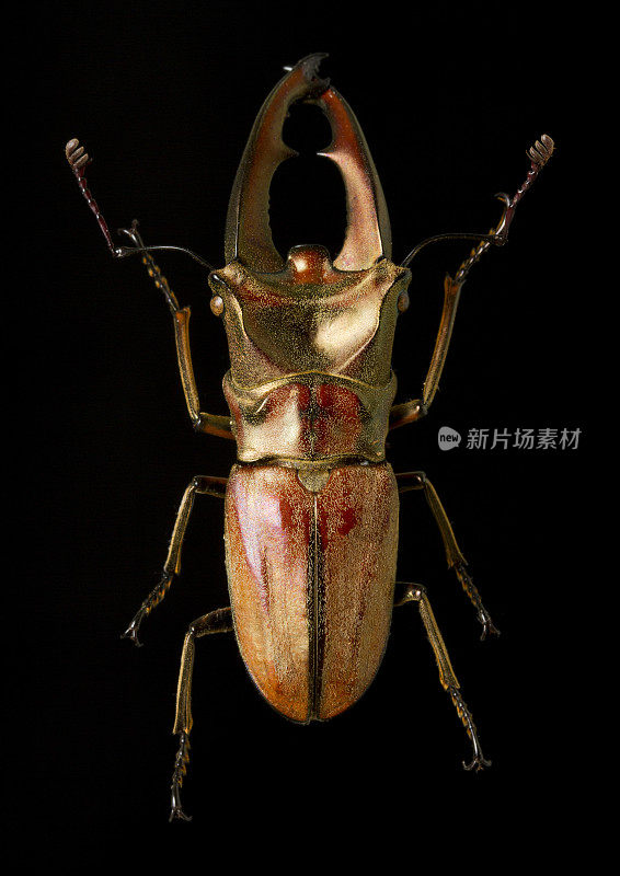 红金牡鹿甲虫